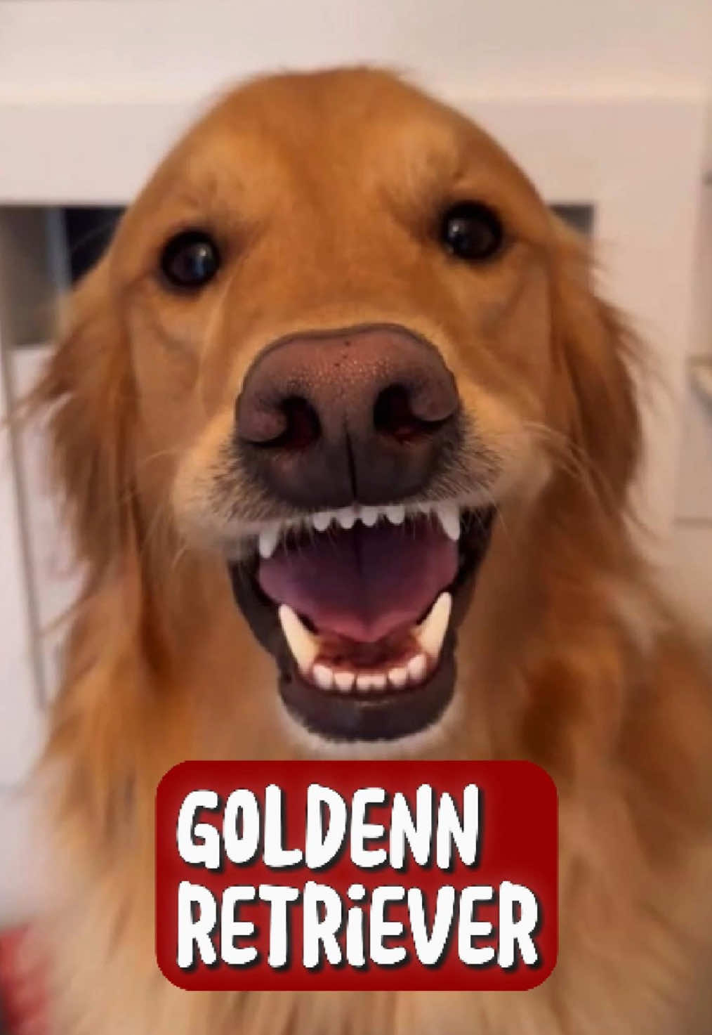 Discover Golden Retriever 🥰 🐶 #goldenretriever #fyp #animals #dog 