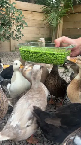 Tonight’s video was supposed to be the completion of peanuts beach bar pond deck paradise….. butttt we didn’t quite get it done. So here’s a peas offering 🫛 #ducks #callducks #ducksoftiktok🦆 #petducks #homestead #homesteading #asmr 