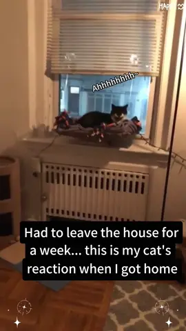 Part 82: A cute kitty who is willing to wait for you,that's love #fyp#foryou#usa#cute#PetsOfTikTok  #petlover#cat #catsoftiktok #catlover #Love 