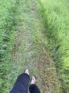 #วิวบ้านนอก🍃 #บ้านเฮามันกะส่ํานี้ล่ะ #บ้านนอกคอกนา #fyp #ฟีดดดシ #ทุ่งนา 
