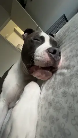 I don’t think I have a pitbull