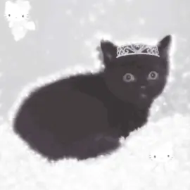࣪ ִֶָ☾♡ ⋆🐾ྀིྀིྀ