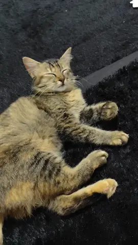 do'akan babu mu lancar rezekinya ya👻 #cat #kucinglucu #sleepycat #kucingabuabu #tabbycat #fypシ゚ 