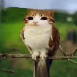#MEOWL meowl sings all the small things by blink-182. #meowl #cat #owl #meme #allthesmallthings #blink182 #views #funny #fyp #fypシ #xyzbca 