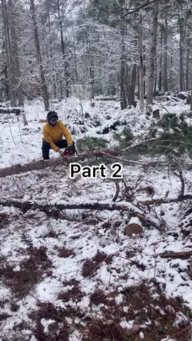 Timber Camp Spring 2024 Timber Harvesting For Natural Building Project In Ypsilanti Mi  I Will Use The Branches For The Waddle Project  Music: Be Free @Flobots  #naturalbuilding #DIY #timber #timberbuild #explore #fyp #snow 