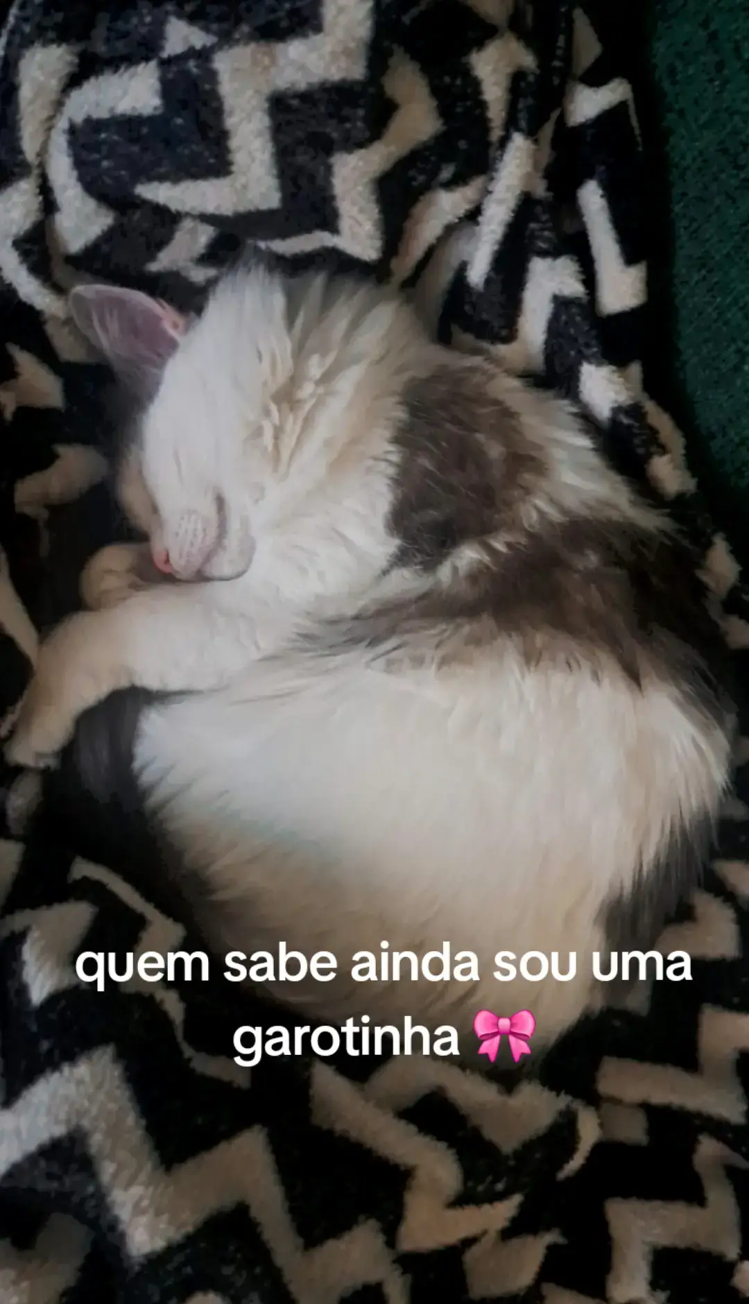 eu amo essa trend #viral #catsoftiktok #fyp 