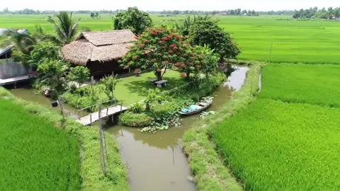 Cảnh đẹp thôn quê thật yên bình, cánh đồng lúa bao la,sen  #bebamientay #annhien #cuocsongthonque #sen #donglua #nhala #songnuocmientay #quexua #canhdongque 