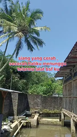 panas matahari full telur lalat bsf fulll#maggotbsf #pakanalternatif #limbahorganik #ketahananpangan 