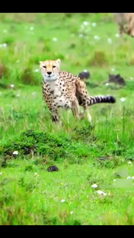 #creatorsearchinsights Leopoldo.maz veloz Animal #LIVEIncentiveProgram #LIVEStory 