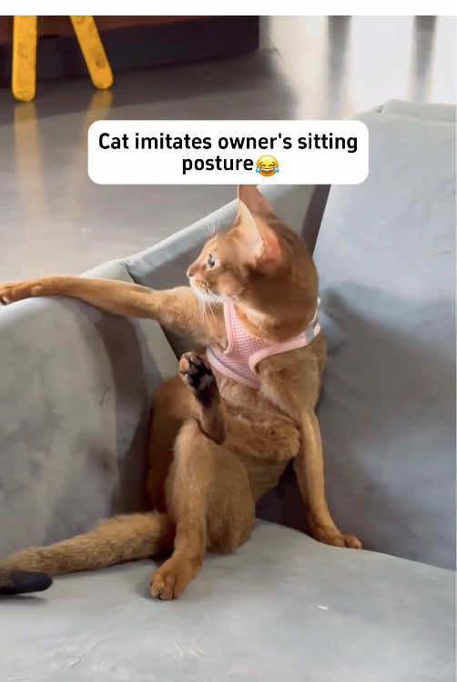 Cats look like their owners 😂#cat #catsoftiktok #funny #funnyvideos 