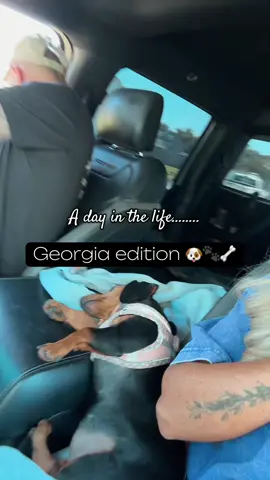 Georgia is a celebrity. Well loved & doesn’t even know it. #dogmom #minidaschund #daschund #dogsoftiktok #pets 