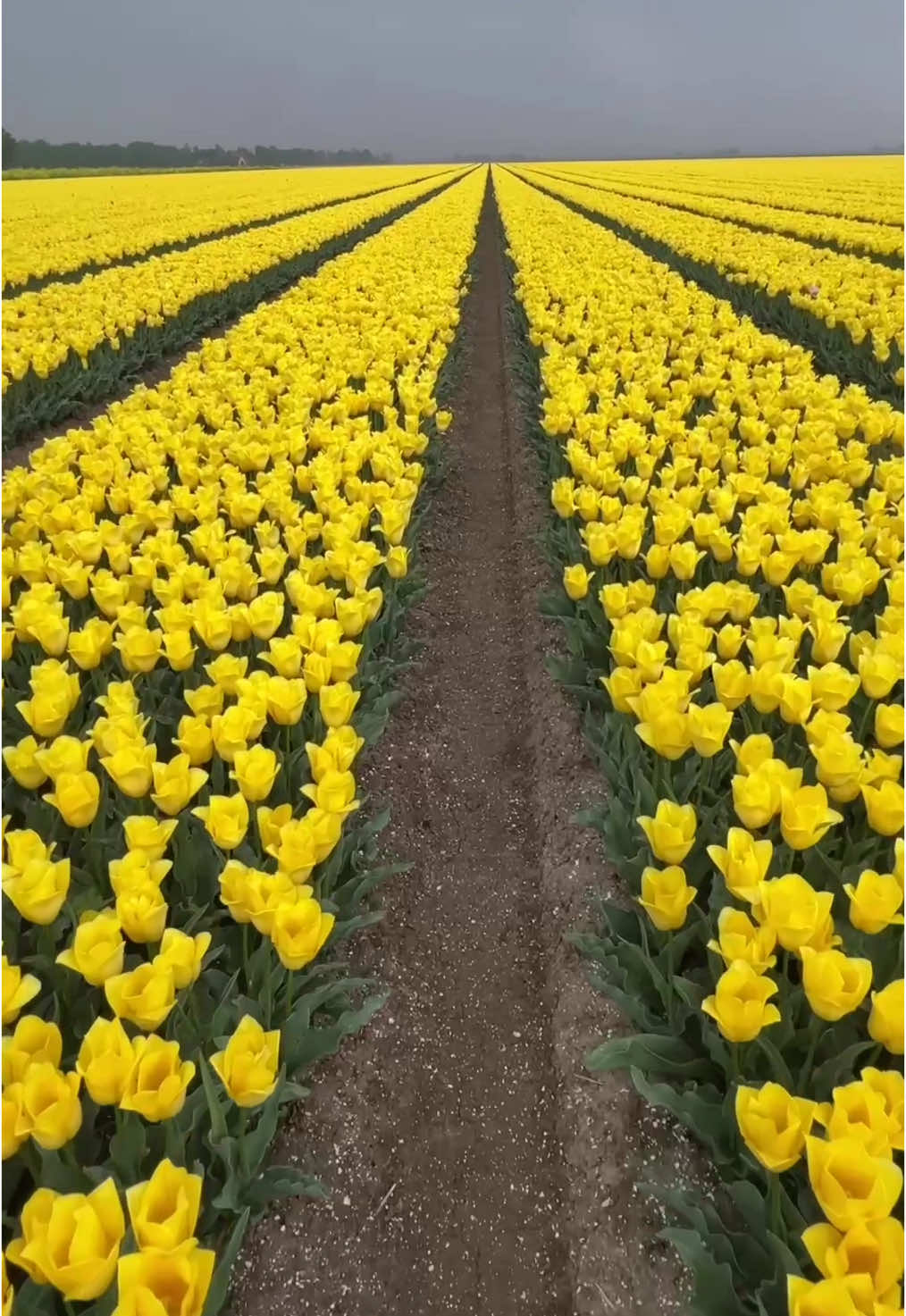 بخصوص إللي زرع بطريقي ورد جعل قلبه لا يذبل💛