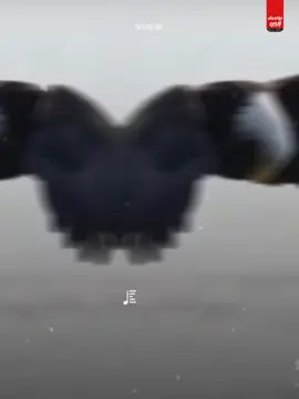 #CapCut 👌🔥🔥🖤🖤🦅🦅🦅#🦅🦅🦅 #ترندات_تيك_توك #مشاهير_تيك_توك #متابعه_ولايك_واكسبلور_احبكم #هاشتاقات_تيك_توك_العرب #الشعب_الصيني_ماله_حل😂😂 