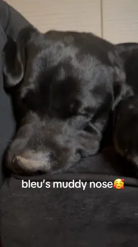 Sweet dreams sweet Bleu🖤😴#sweetdreams #foru #foryoupage #fypシ゚viral #foryourpage #creatorsearchinsights #dog 