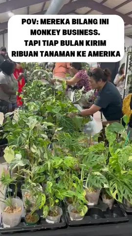 Awalnya dibilang iseng jualan daun. Katanya nggak mungkin bisa jadi bisnis beneran. Tapi sekarang, setiap bulan kami packing ribuan tanaman hidup dan kirim ke berbagai negara—terutama Amerika. Buat kami, ini bukan sekadar jualan. Ini kerja nyata, ada tim, ada lab, ada sistem. Dan hasilnya? Omzet ratusan juta dari “daun-daun” yang dulu dianggap remeh. #plantpreuner #tanamanhias #jualan #ekspor 