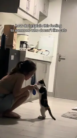 #cat #cats #catsoftiktok 