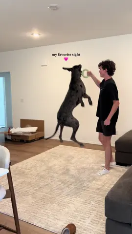 Gouda loves when Justin comes to see her 🫶🏻 #greatdane 
