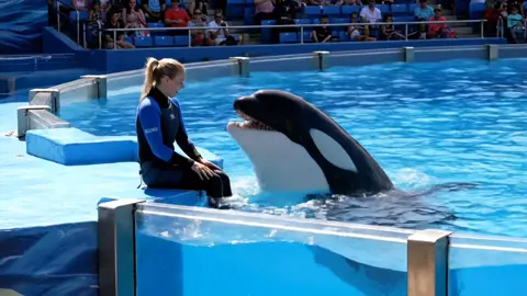 #orcas🥹  #trending  #foryoupage  #orcas  #trending  #foryoupage 