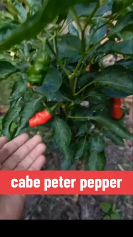 bentuk nya unik gaes🤭