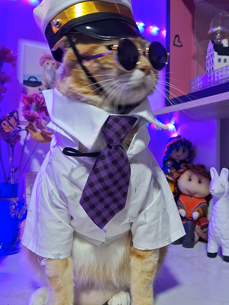 Mi marinero de luces síganos en mi instagram y facebook como brunostorecat #BRUNO #gato #brunomars #gatos #marinero  #viralvideos #isabelpantoja 