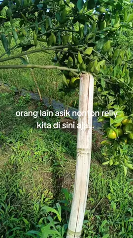 #petaniindonesia🇮🇩🇮🇩🇮🇩🌿🌿 #petanijeruk 