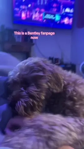 #puppy 