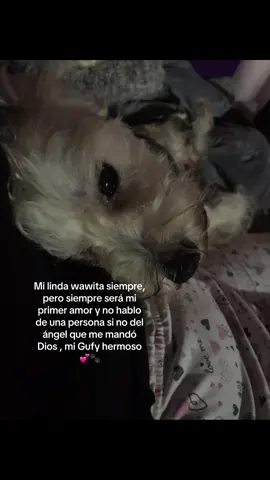 Solo las personas que tienen mascotas entenderán que siempre ese ser de luz será su amor infinito ❤️‍🩹#viral #paratii #wilianluna #lindawawita #fyppppppppppppppppppppppp #foryoupage #amoroerruno🐶🐾 