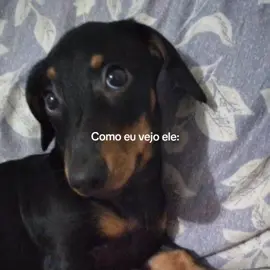 Ele é todo lindinho 😡 #fyp #viral #dog 