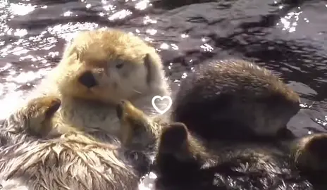 Otters 𐙚⋆°🦢.⋆ᥫ᭡ #otter #ottersarecute #iloveotters 
