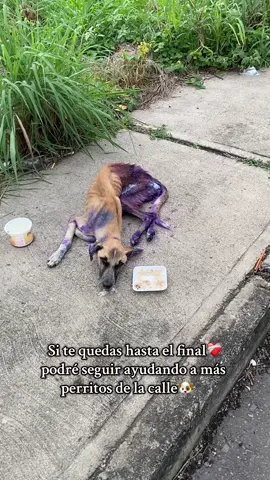 #refugiodeanimales #ayuda #paratii #infection #amorperruno  #fyp #doglovers #adoptme #LIVEIncentiveProgram #LIVEStory #PaidPartnership 
