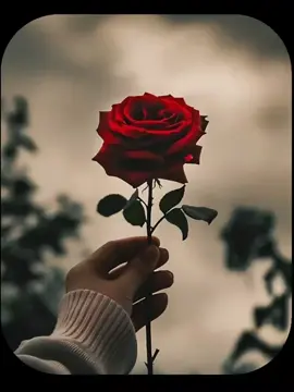 #CapCut #fyp #Foryou #fypシ゚viral🖤video #🥀🥀❤️❤️🥰🥰❤️🥰 @💕Nazia💕 awan💕 