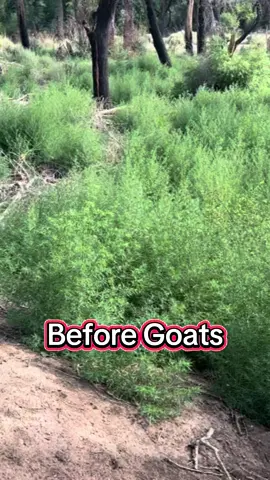 Kochia had grown to 8 feet tall in this Albuquerque bosque burn scar. Before it goes to seed and dries up and becomes a fire hazard, we had to bring in the goats!! #goats #goatscaping #goatgrazing #grazinggoats #contractgrazing #contractgoatgrazing #iitargetedgrazing #targetedgoatgrazing #grazingsystems #prescibedgrazing #prescribedgoatgrazing #systemsgrazing #rentagoat #yardmaintenance #weedremoval #firefuelreduction #brushremoval #thegoatguy #goatguy #bosque #newmexico #cowboymax