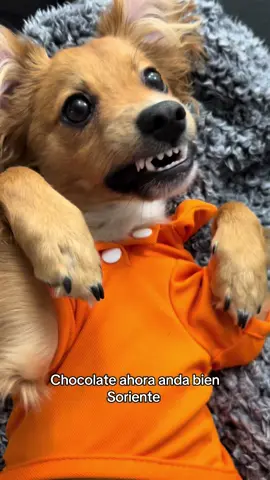 Abrazo virtual 🤗  #perritos #puppy #chihuahuas #ropaparaperritos #happydog #perritosfelices #parati 