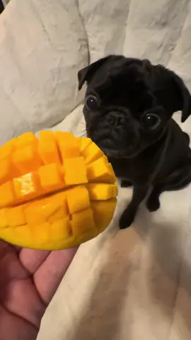 Send this to someone who loves mango! 🥭 #bentothepug #mango #dogasmr #pugsoftiktok 