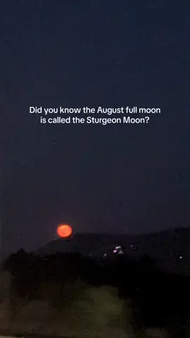 Who else saw the sturgeon moon? 🌕 she’s beautiful!! 💗 #augustfullmoon2025 #naturespotting #Astronomy 