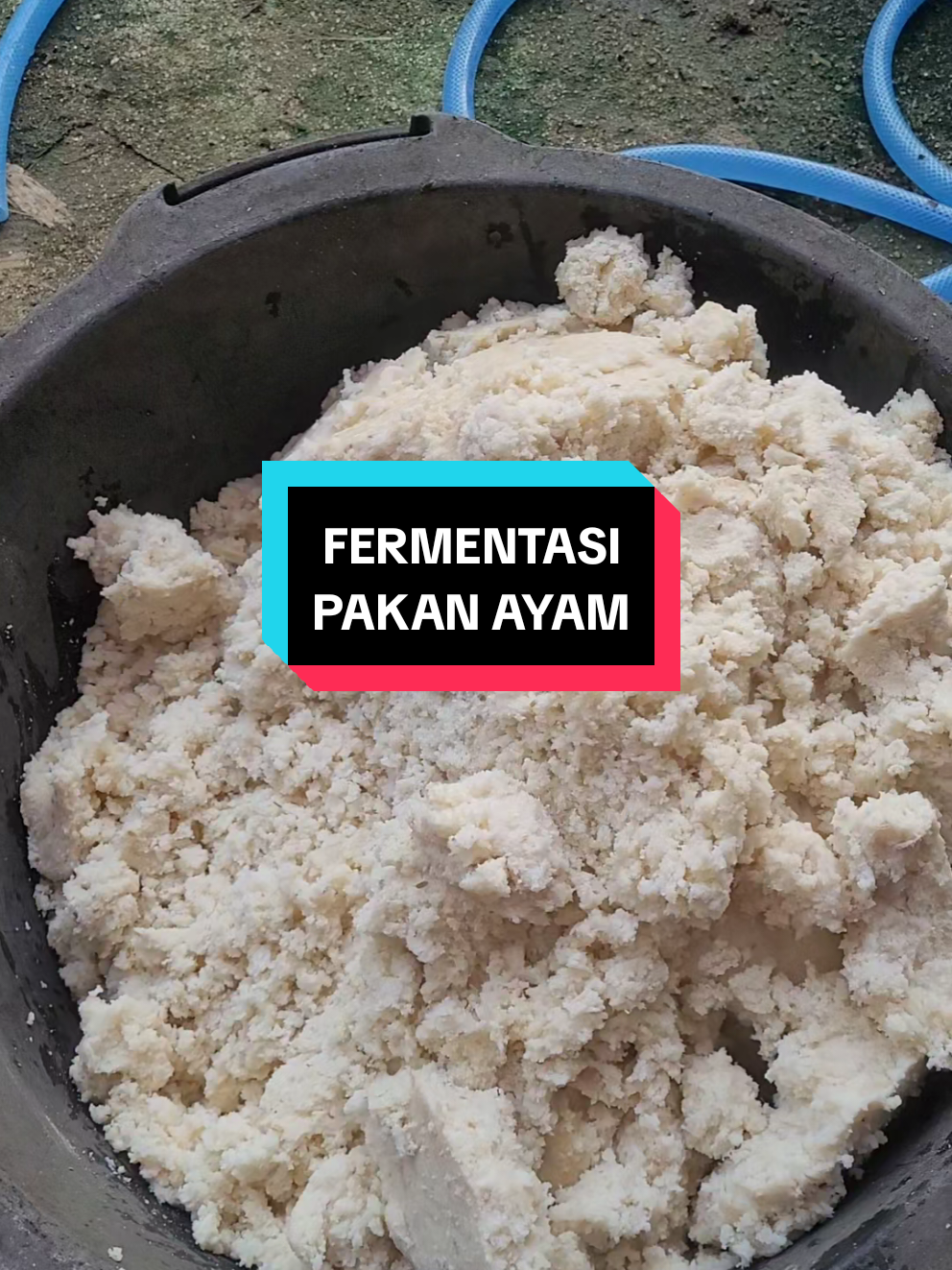 Nah yang kemarin tanya tanya atau spilkan proses fermentasinya, hari ini kita spilkan lewat video cara fermentasi ampas tahu + dedak sehatusnya kita tambah jagung lagi ya tapi karena jagung kita habis jadi jagungnya nanti kita tambah di saat pakan fermentasinya kita kasih ke ayam2nya SALAM PETERNAK #ayamelba #elba #ayamaceh #ayammedan #ayampetelur #ayamkampung #ayamunggul #acehsingkil 