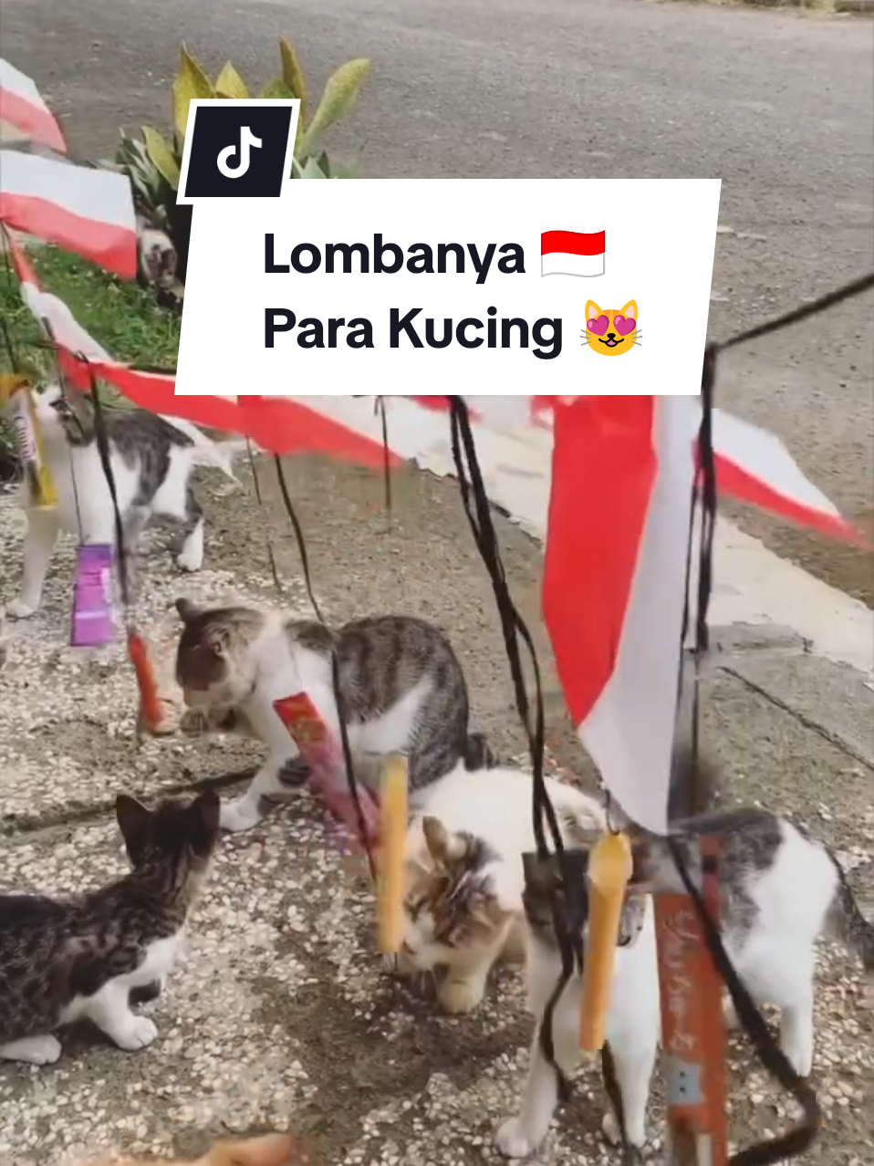 🇮🇩 SEMARAK HUT RI 80 TAHUN 🇮🇩 😻 Kucing-kucing juga gak mau kalah! ✨ Kalau di RT kamu ada lomba makan krupuk, di R Cing ini lagi rame ada Lomba makan petfood 😻 Ini bukti kalau semangat kemerdekaan bisa dirayakan semua makhluk 🐯 Dirgahayu Indonesia ku 🇮🇩🎉 Semoga Indonesia selalu kuat, bersatu, dan penuh kebahagiaan seperti wajah para pejuang perut ini!