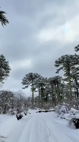Así se vio Conguillio después de la última Nevada! Salidas guiadas desde Melipeuco a: ▶️ Parque Nacional Conguillío ✅ ▶️ Miradores Sierra Nevada ✅ ▶️ Volcán Sollipulli ✅ ▶️ Escapada a Icalma✅