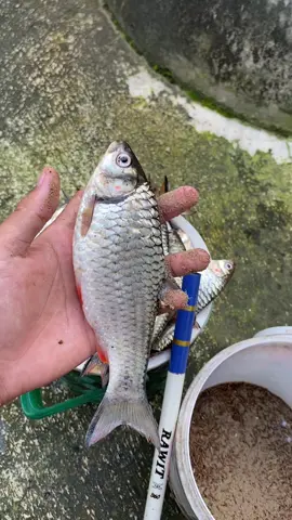 Harcingnas tidak pernah gagal😁🤩#mancing #mancingmania #fyp #fypシ゚ #fypage 