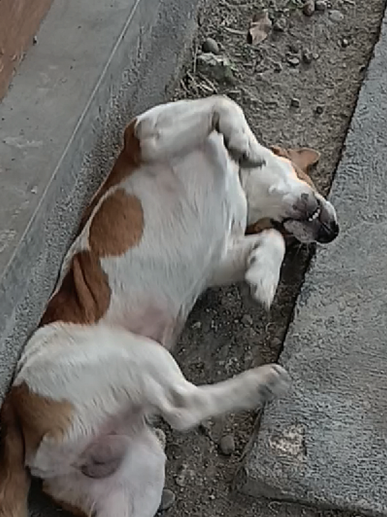 numa selalu bersemangat!! sehabis olah raga pagi.. apa sih resepnya bahagia??? mari berbagi kebahagiaan #dog #doggiesoftiktok #sulcata #anjingpintar #anjingdankura #jackabee #anjing 