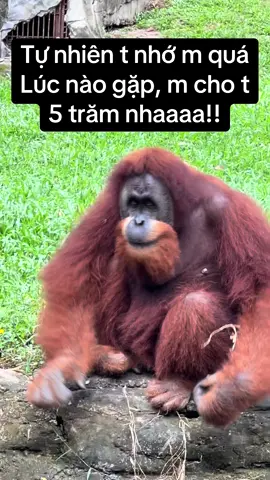 T nhớ m thiệt mà #GreenCreator #VinWonders #dulich #WonderSummer2025 #cka4u48 