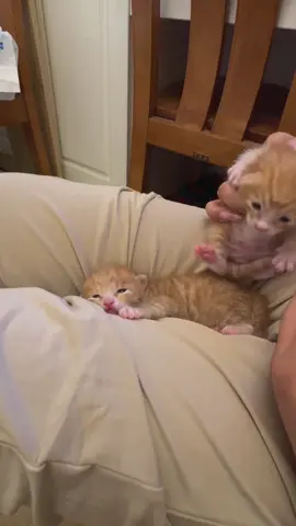 🥰🥰🥰#cat #meow #catbaby #catlover #cute #kitten 