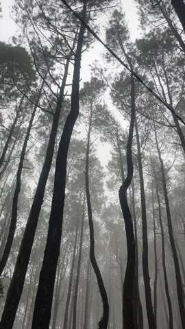 that naturally black and white #exile #nature #folklore #taylorswift #4u 