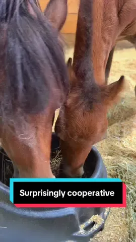 Everyone cooperated somehow😂🐴 #minifarm #minihorse #minifoal 