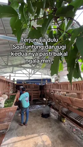 #fypage #fyp #ternakkambing 