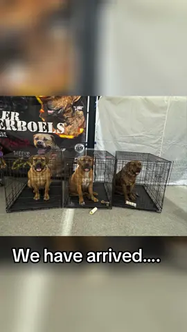 #xtremebutlerboerboels #alabama #icbrshow #icbr #boerboels #southafricanboerboels 