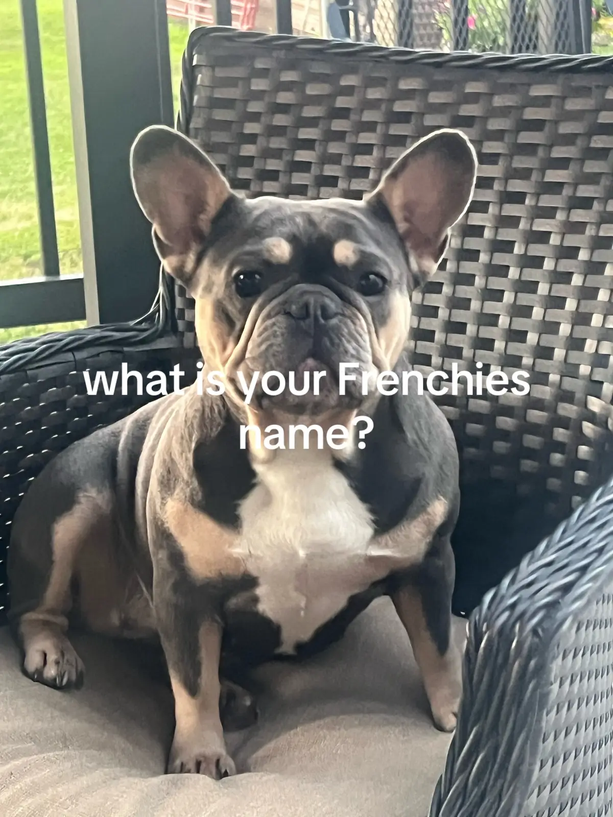 attention our Frenchie owners must share some names. Of our French bulldogs.##frenchbulldog##frenchiesoftiktok##frenchies##namesoffrenchies