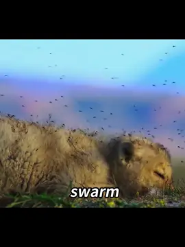 The outrageous way a wolf father takes care of his cubs #AnimalWorld #Wolf