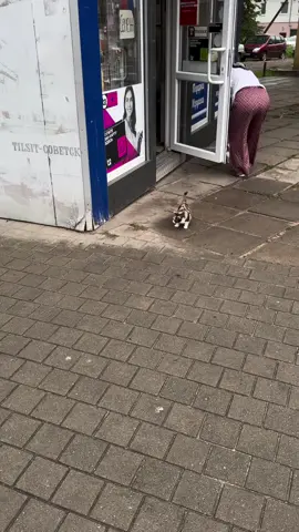 Little hunter on the move! 🐈💛   This adorable furball chasing flying pigeons like a mini predator in action! 🥰🕊️   Cutest wild instinct ever caught on cam!