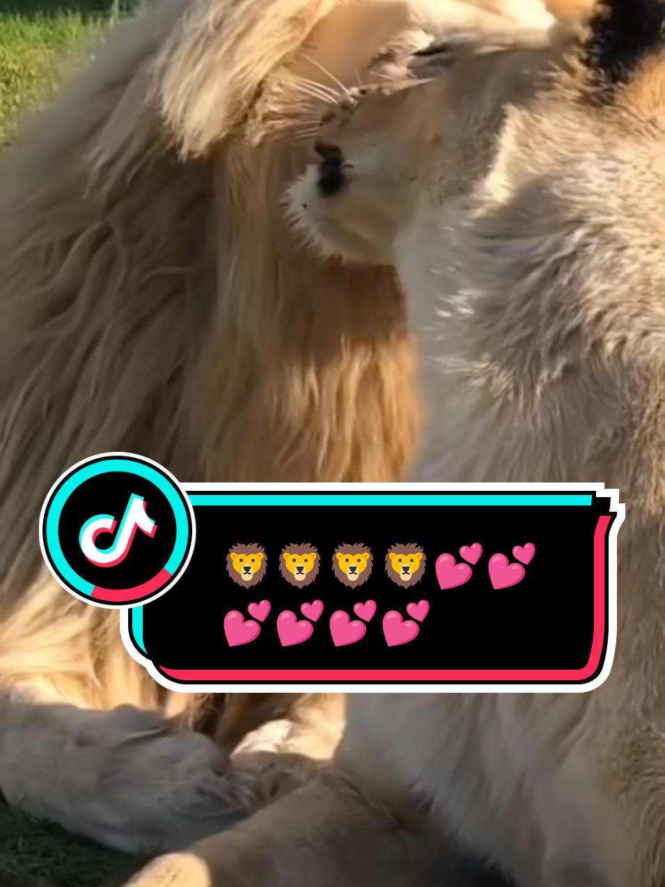 Lion 🦁🦁🦁💕@SmileeHere88 #fyp #Love #1million #viral #trending #foryoupage #lion 